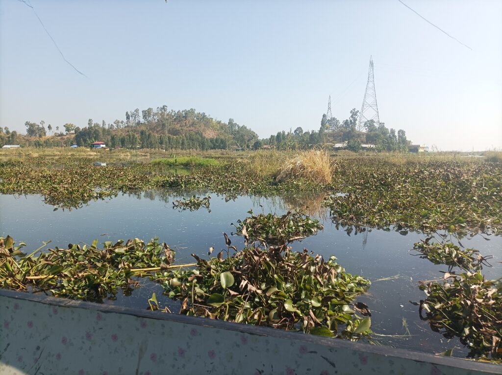 Phumdis floating islands of Loktak lake
