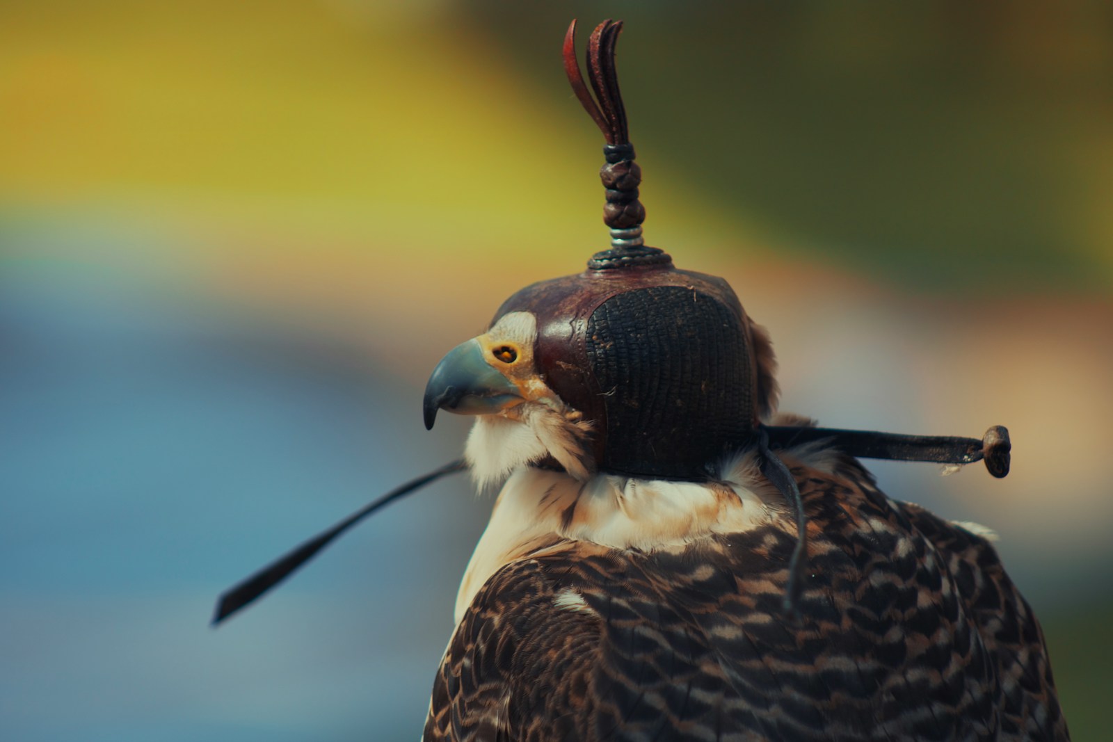 Exploring the Science Behind Animal Intelligence and How It Can Help Conservation