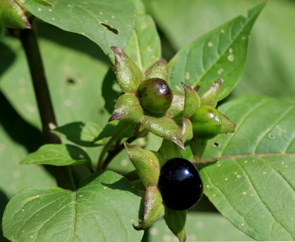 Belladonna beautiful and dangerous plant