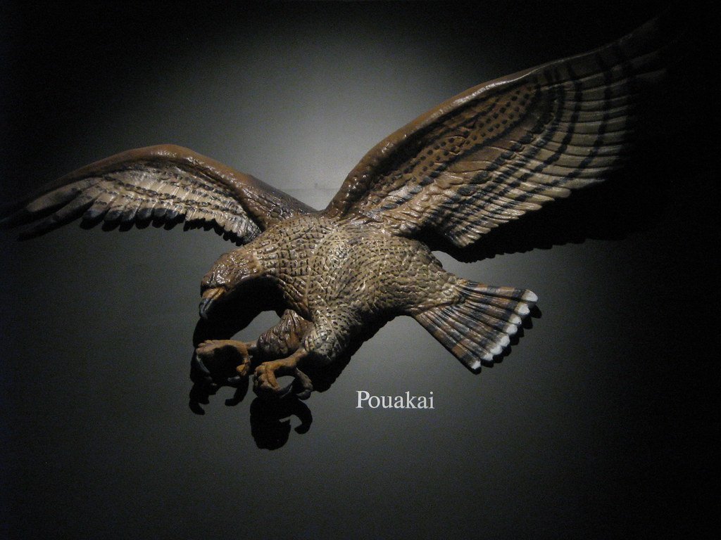 Haast's Eagle New Zealand