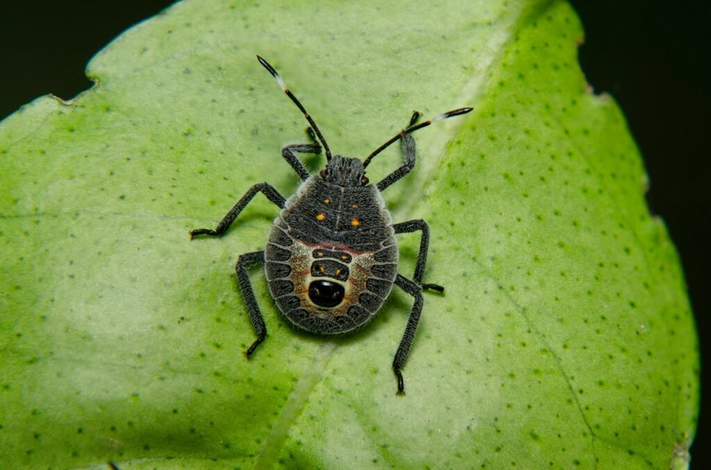 Brown Marmorated Stink Bug