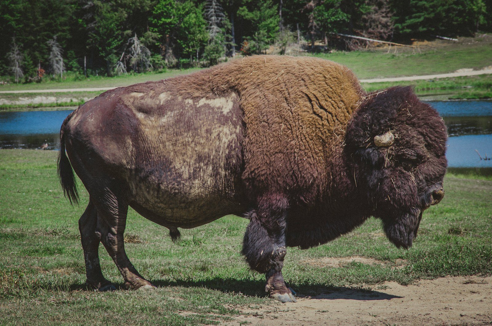 The Woman Who Saved the American Bison: The Legacy of Dr. Libby R. Taylor in Wildlife Conservation