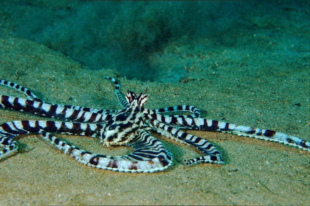 Mimic Octopus in the ocean