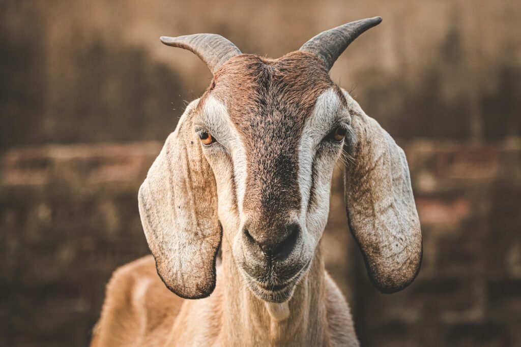 Brown and white goat during daytime.