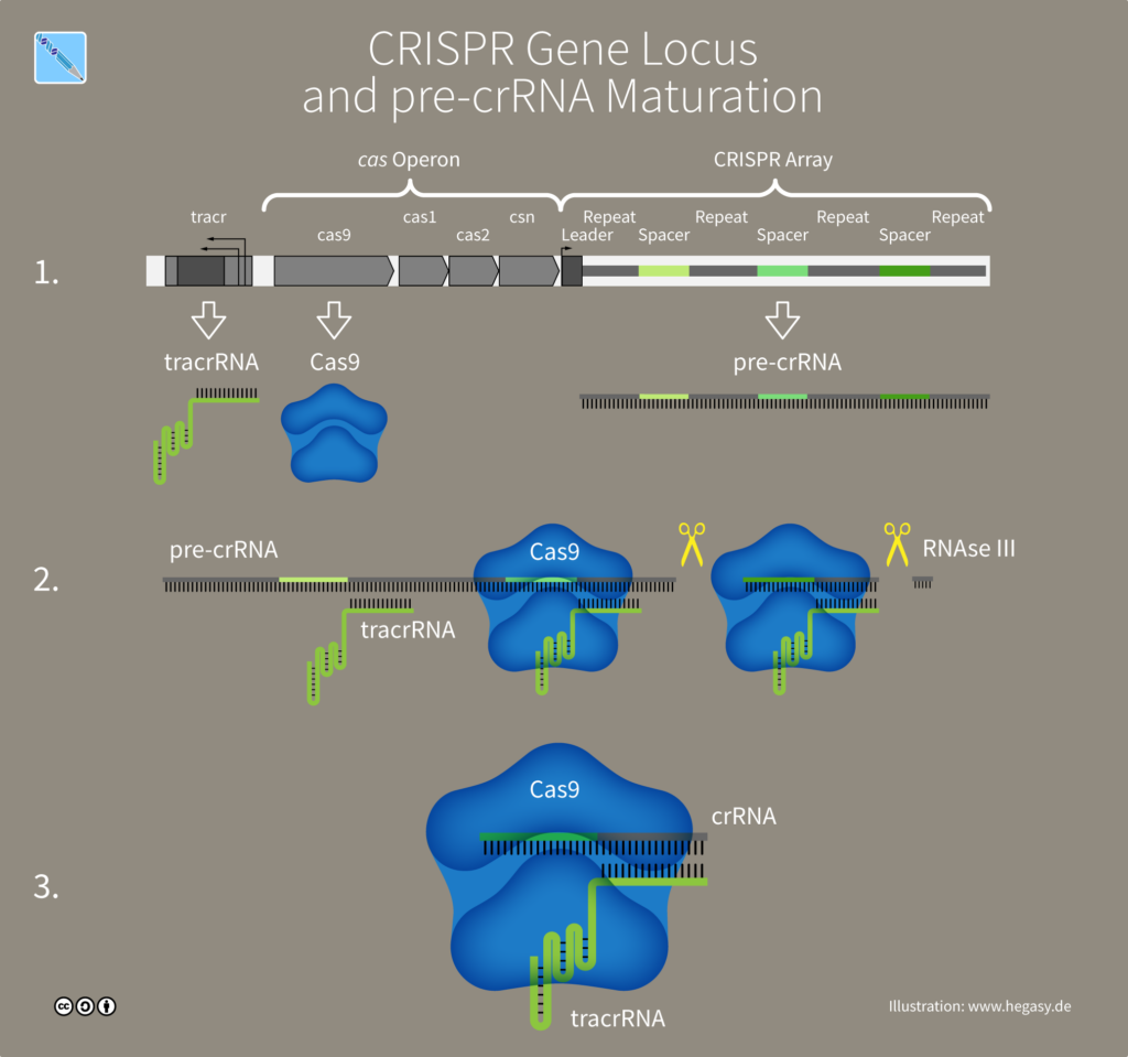 CRISPR, gene editing