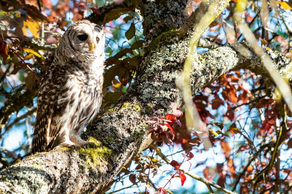 An owl is perched on a tree branch.