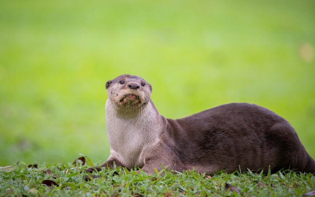 Otter sitting in the grass looking up.