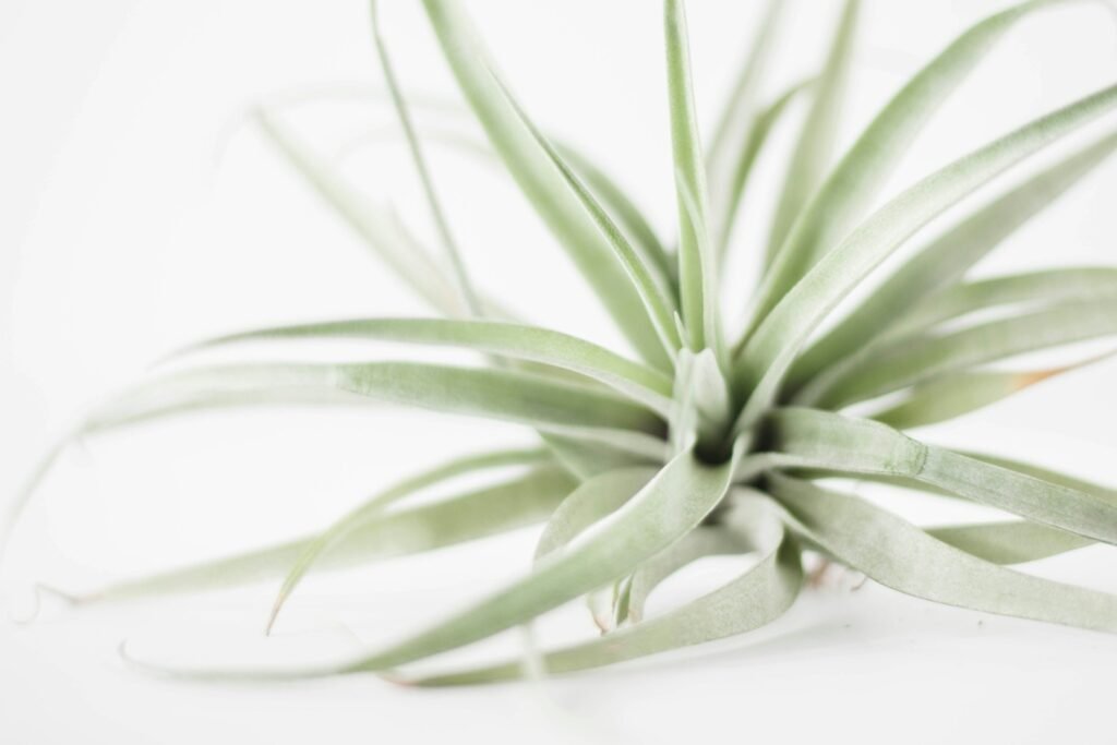 Air plant on white surface.