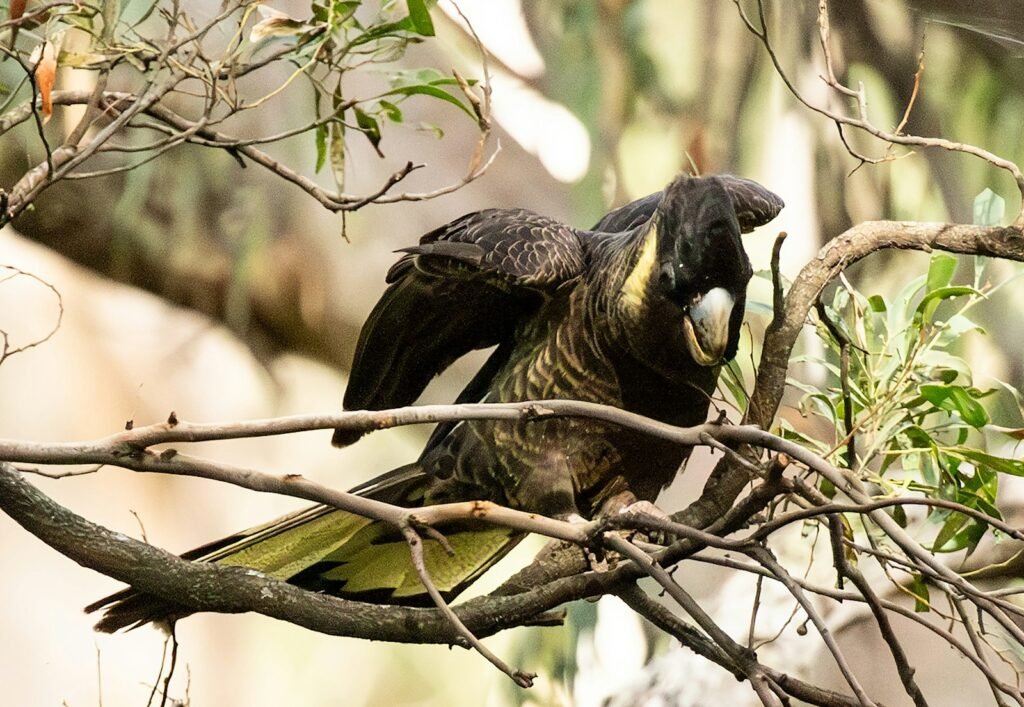 A bird perched on top of a tree branch.