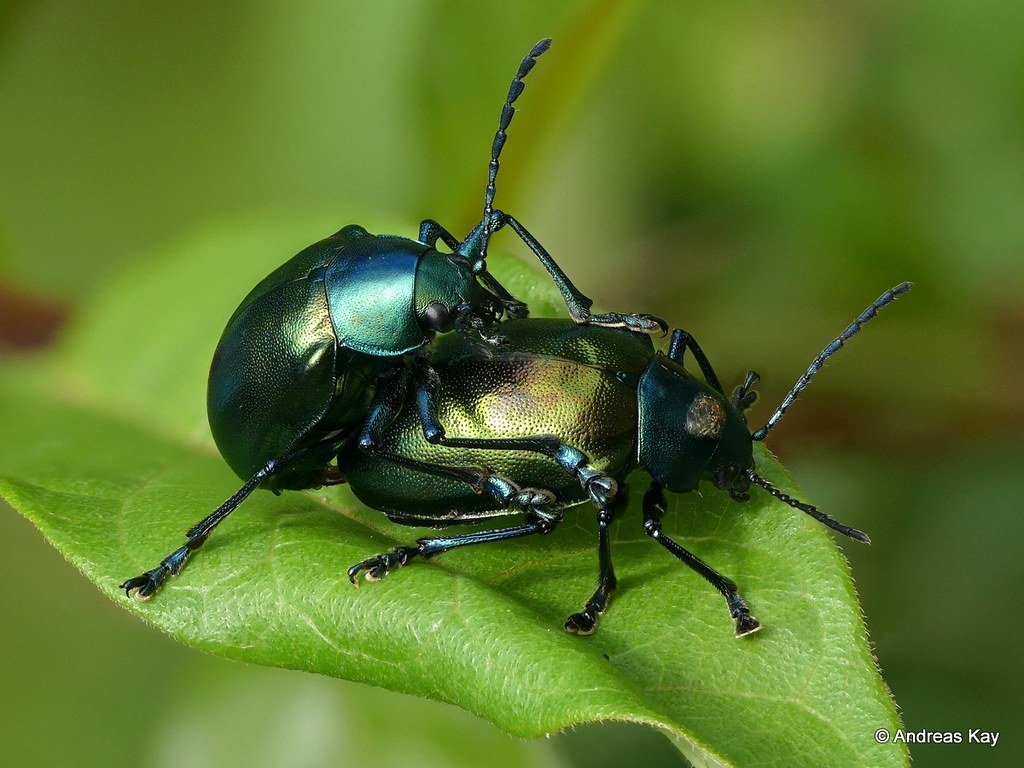 Beetles mating ritual