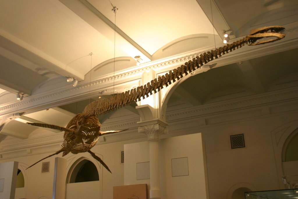 Thalassomedon, apex predators of prehistoric times