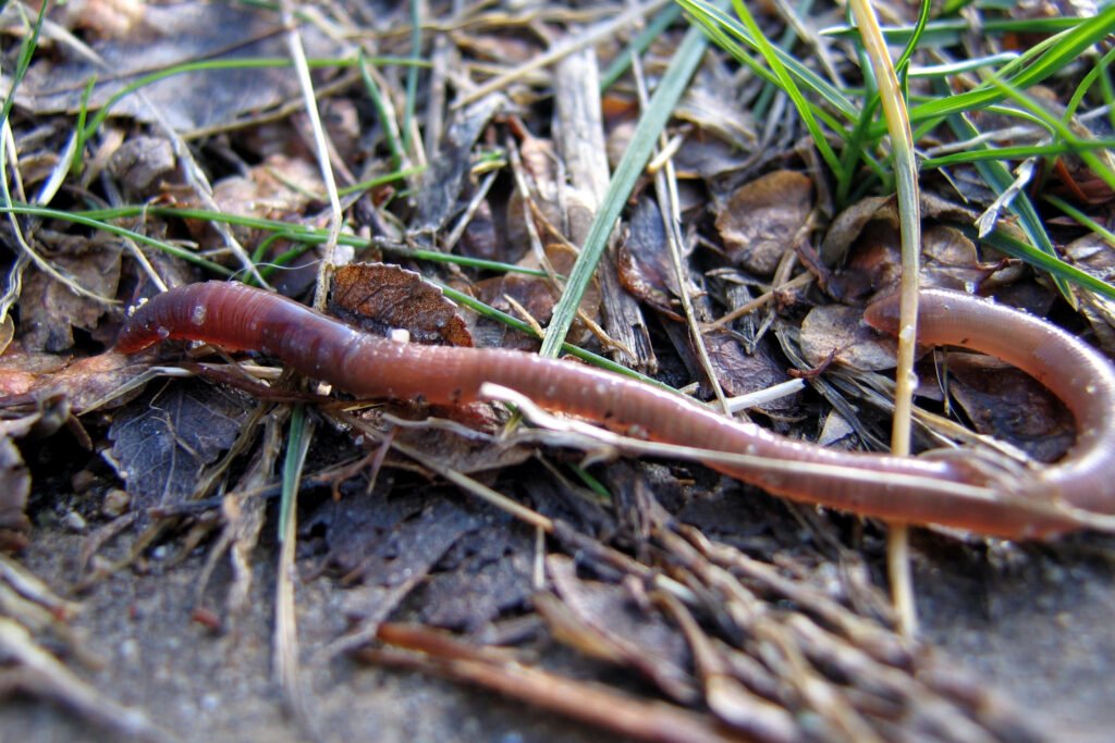 Earthworm, underground ecosystem