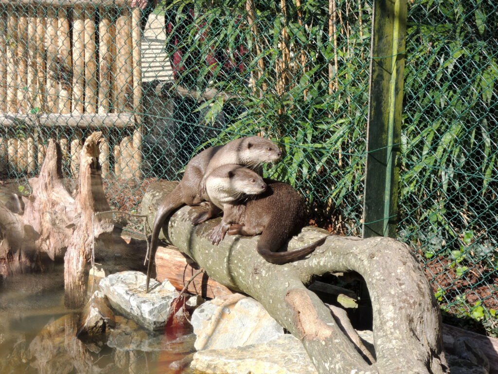 Lutrogale perspicillata in La Bourbansais Zoo. 