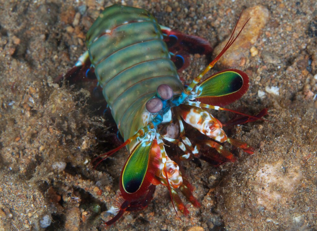 Peacock mantis shrimp defenses