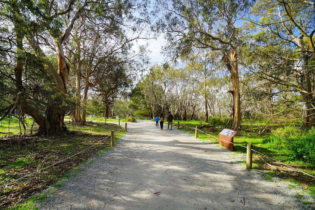 Philip Island Koala Conservation Reserve. 