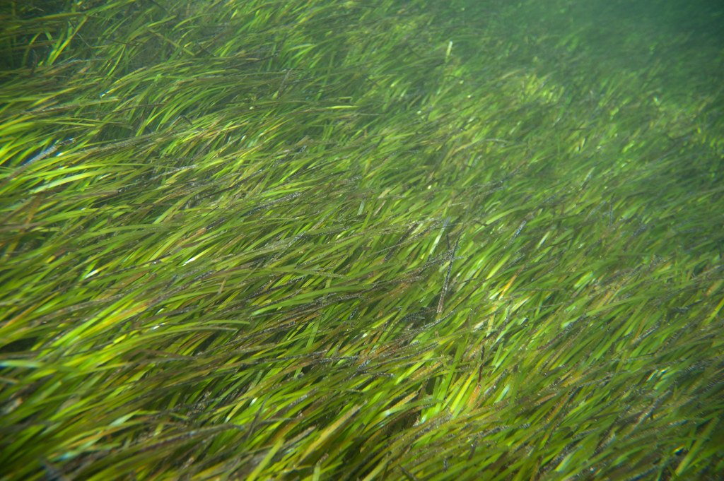 Seagrass, marine discovery