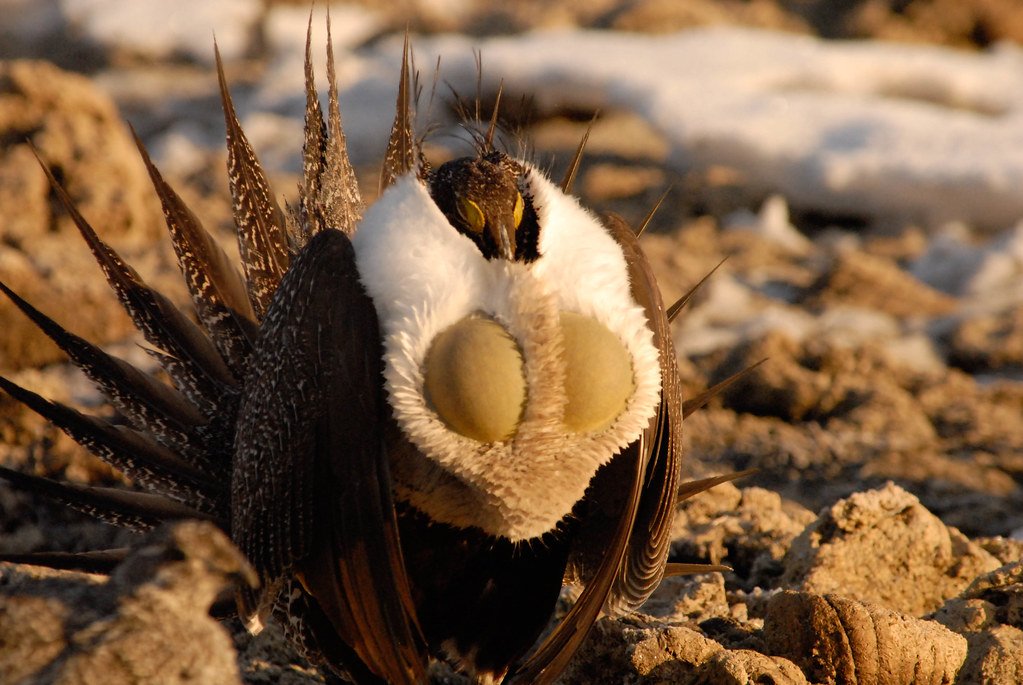 Sage Grouse mating ritual