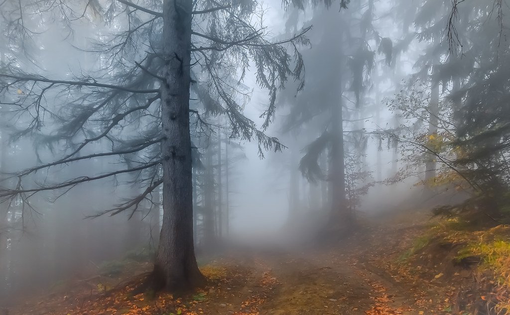 Cloud Forests