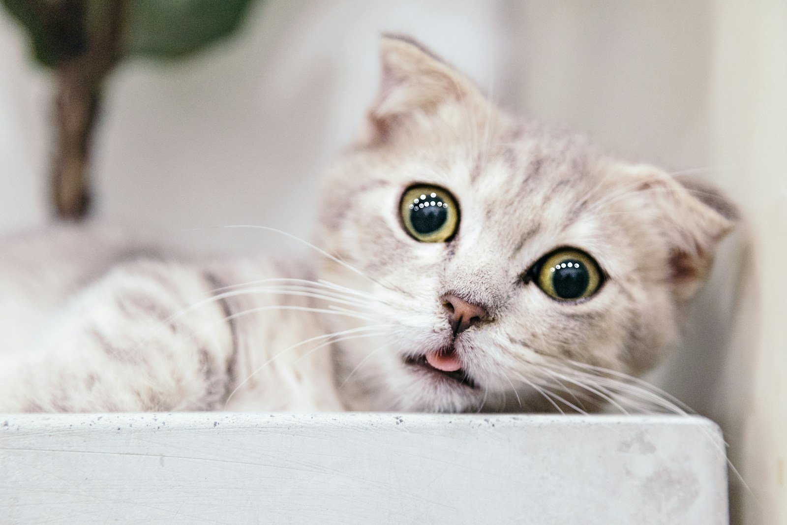 The Evolution of House Cats: From Wild Hunters to Cozy Companions