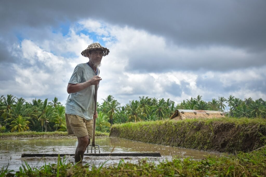 Farmer working in a rice field with a rake