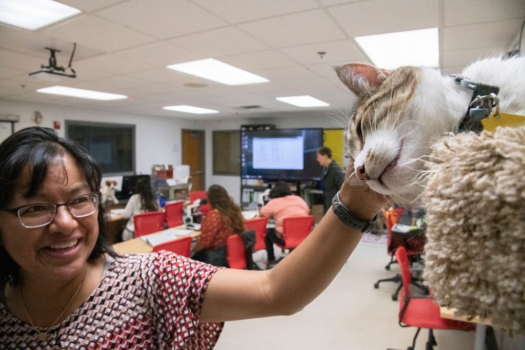 Animal therapy