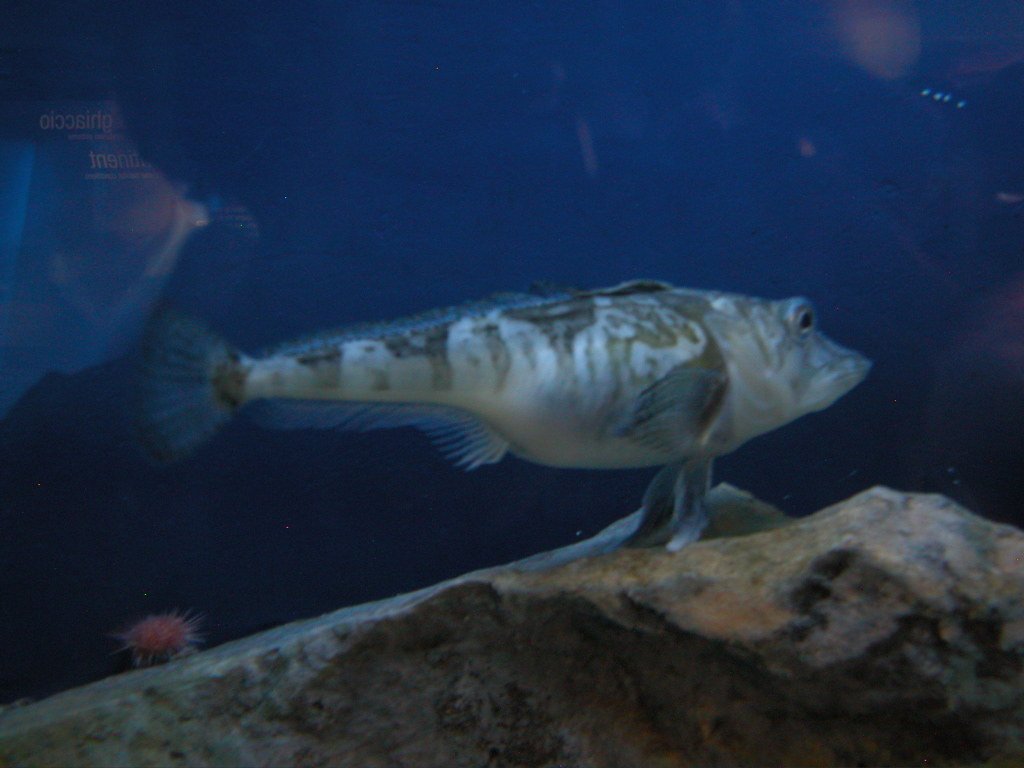 Antarctic Icefish.