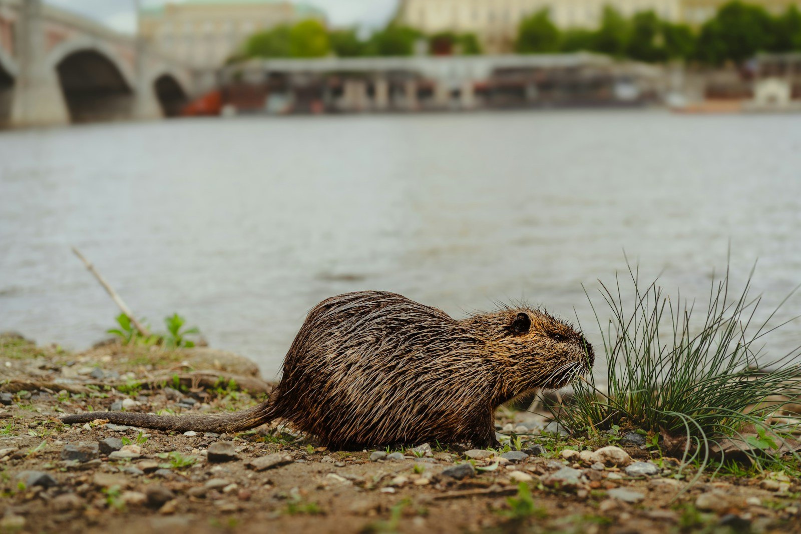 The Role of Beavers in Restoring U.S. Wetlands