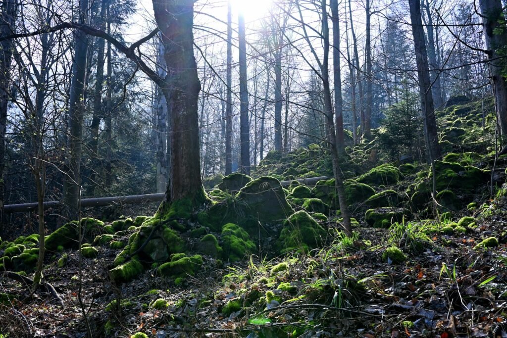 the sun shines through the trees in the forest