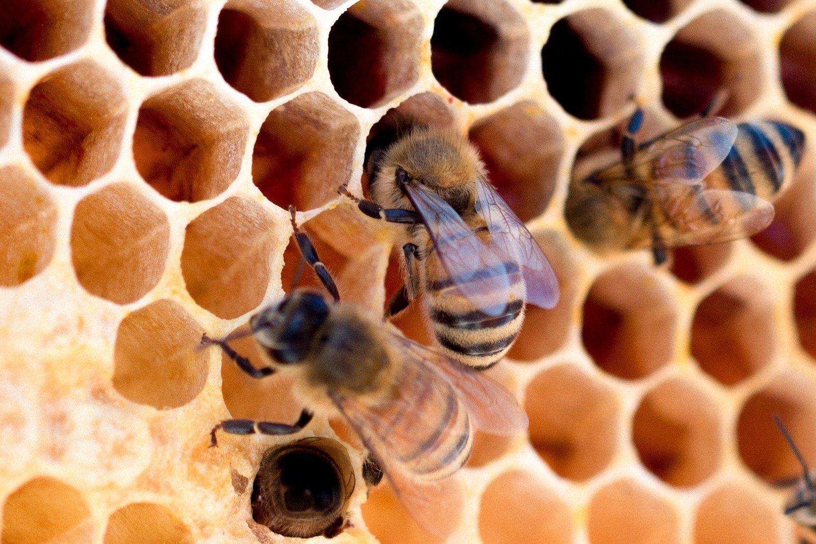 The Mysterious Language of Bees: How They Dance to Communicate Directions