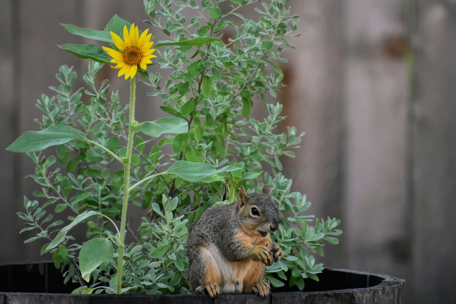 How to Create the Perfect Habitat for Backyard Wildlife: A Guide for Beginners