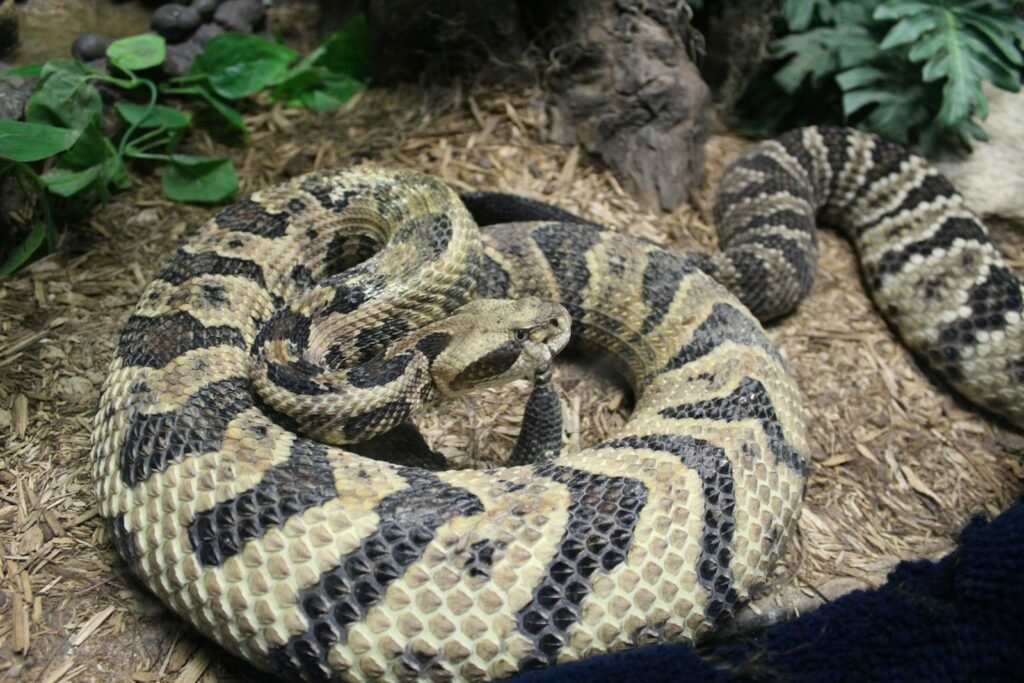 Rattlesnake is curled up on the ground.