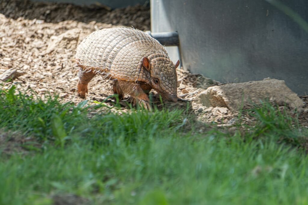 Armadillo defenses