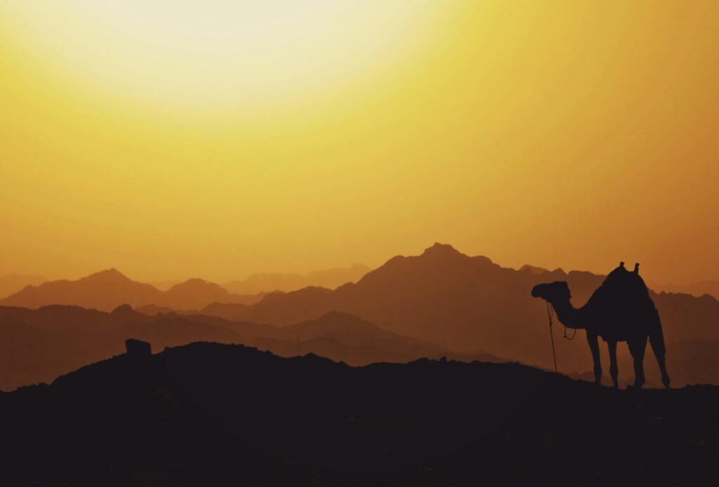 silhouette of camel maybe located in middle east