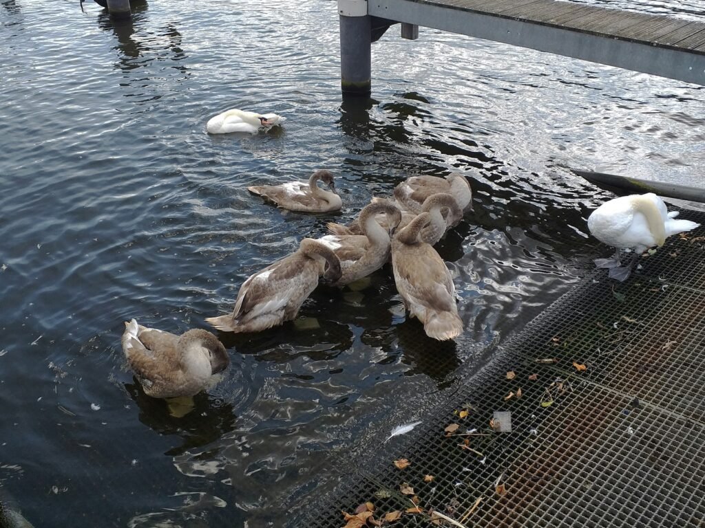 a group of ducks floating on top of a body of water