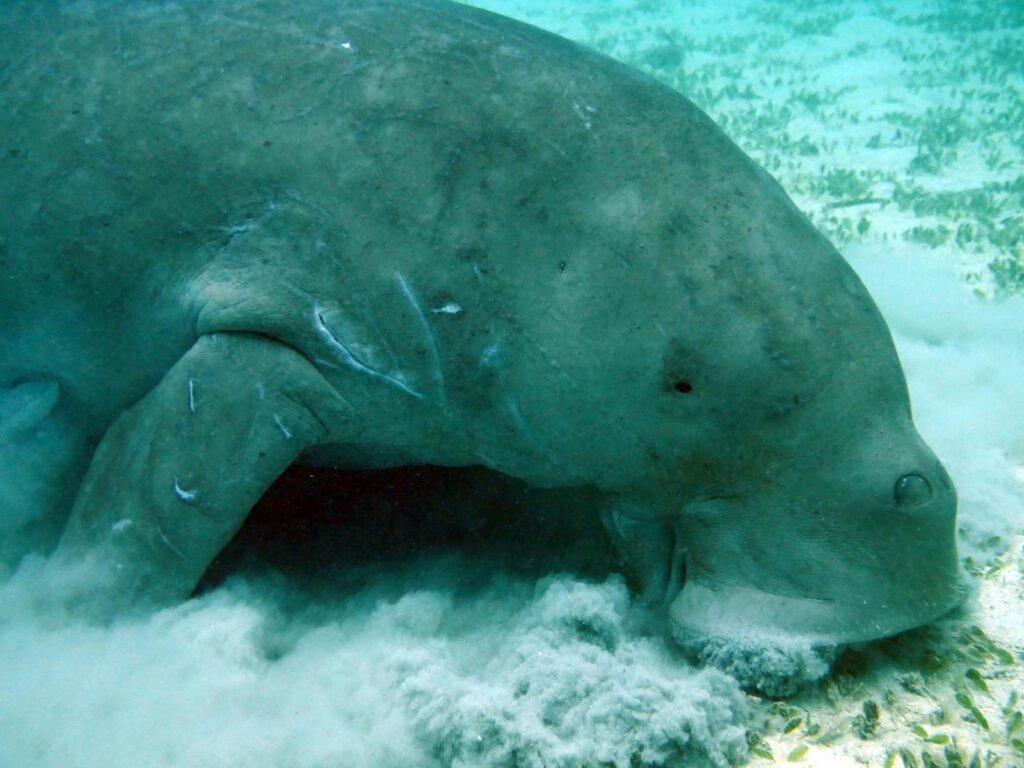 A dugong underwater.