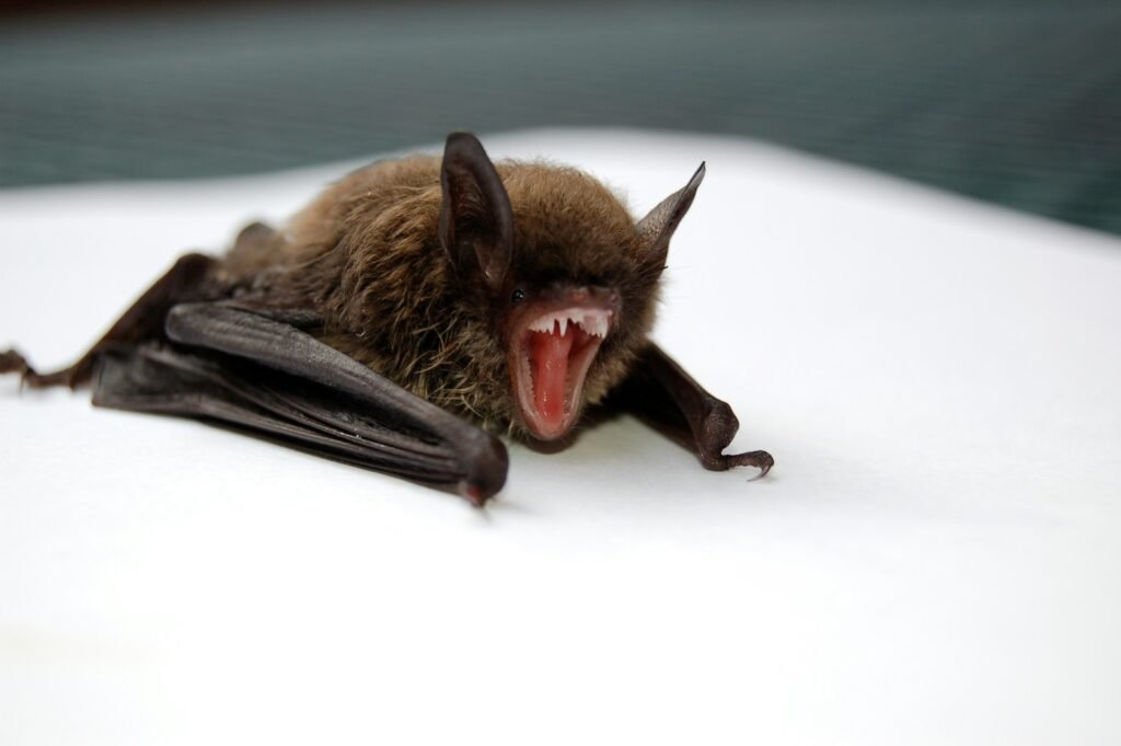 Bat with its mouth wide open.