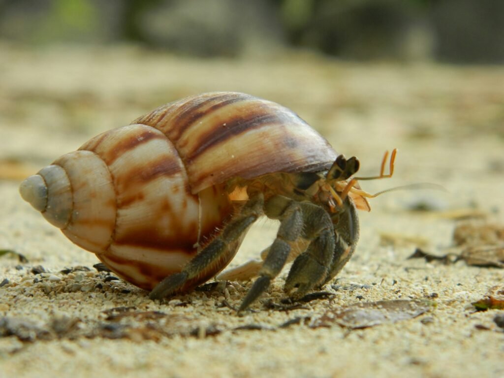 Hermit crab on sand during daytime.