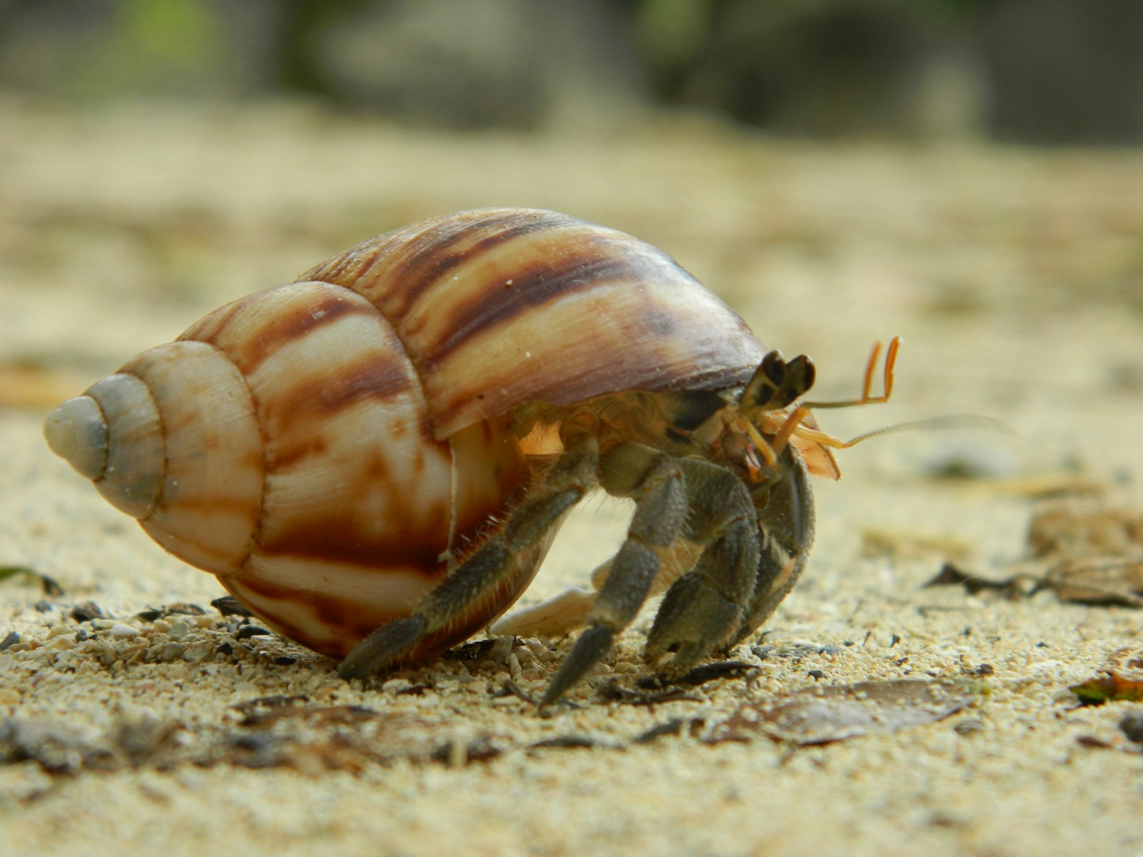 10 Incredible Animal Architects That Build Their Own Homes