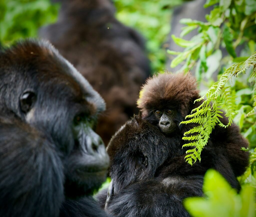 Gorillas standing next to each other.