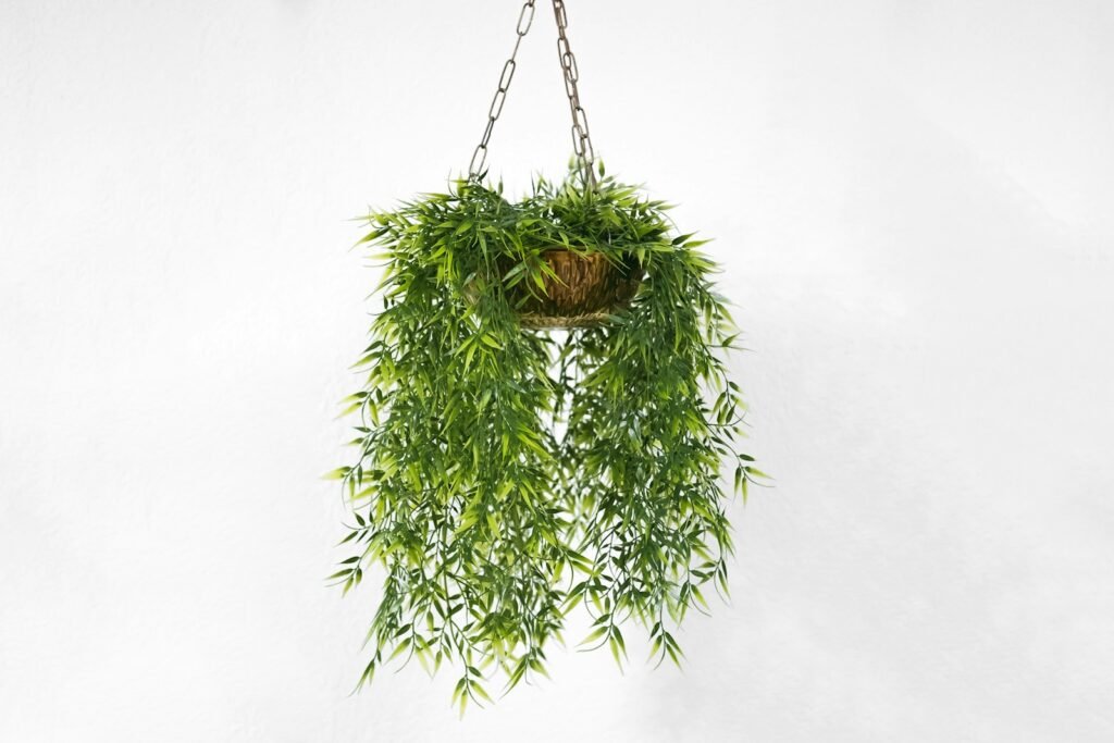 Hanging plant.