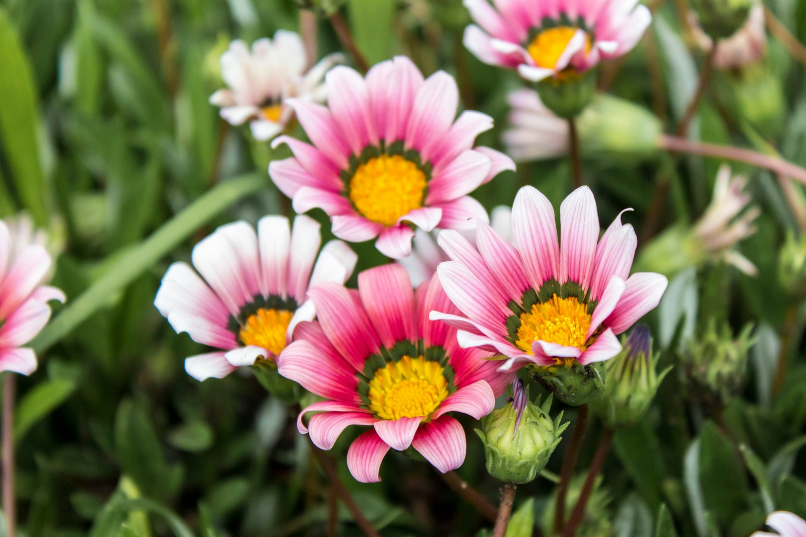 The Future of Plant-Based Medicine: How CRISPR and Gene Synthesis Could Create Super Plants to Combat Disease