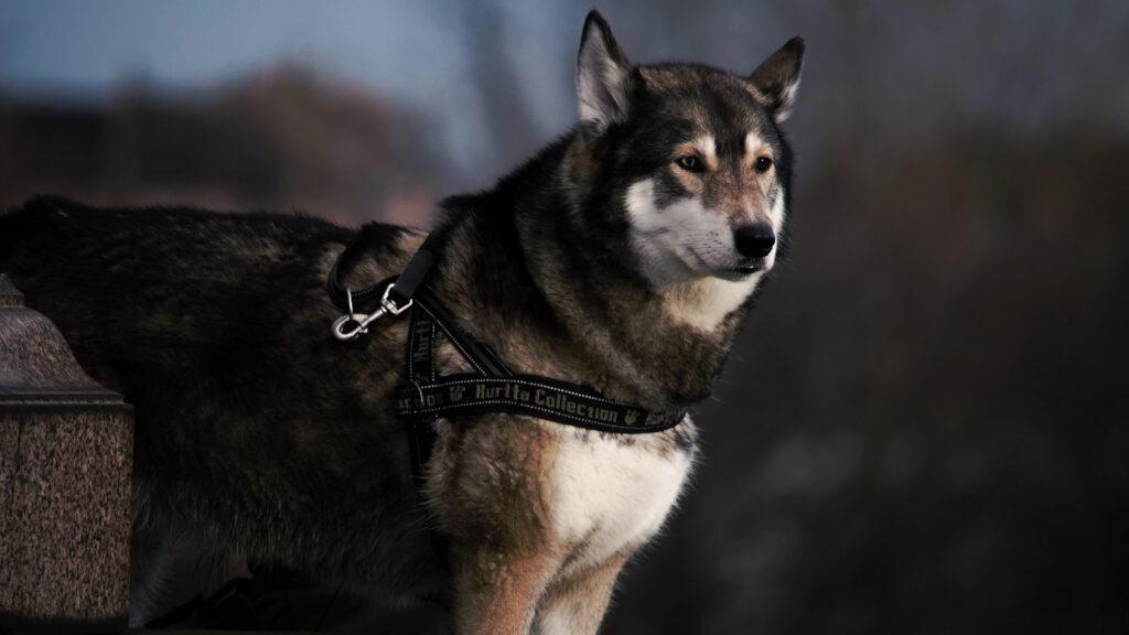 Photography of black and white wolf with black dog leash