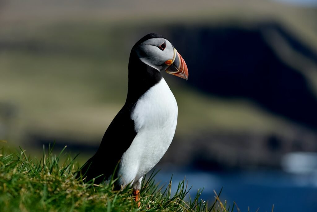 Puffin's side profile.