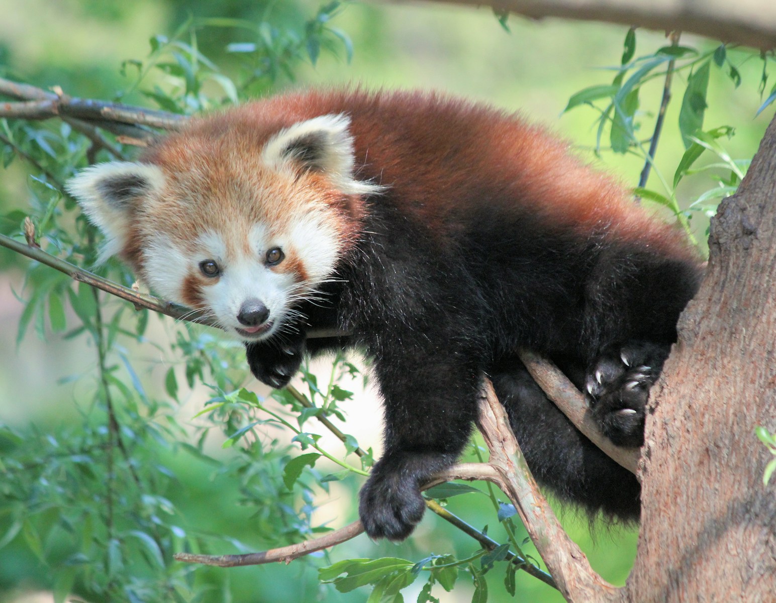 How Animals Really See the World: Understanding Vision in Different Species