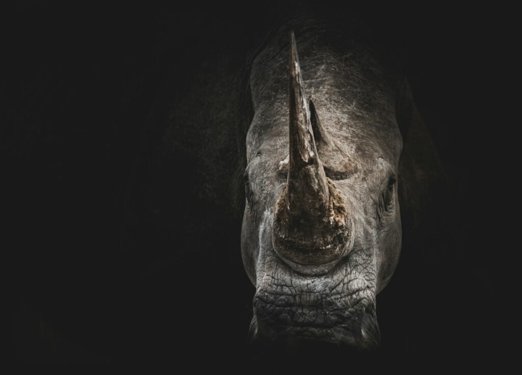 Close up of a rhinoceros.