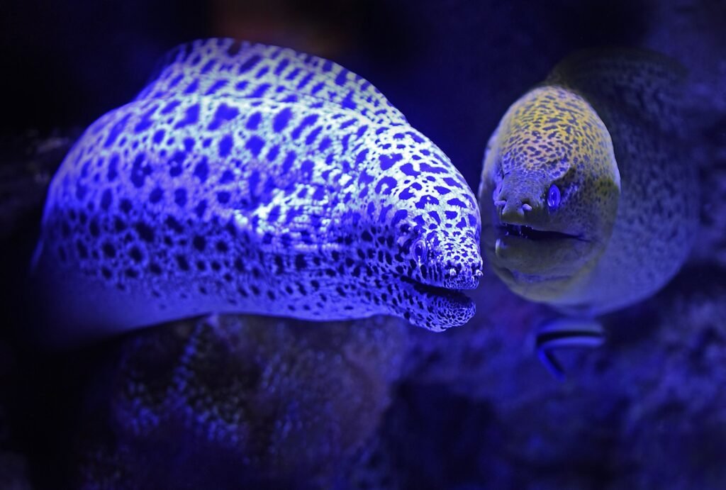 Two Muraena large eels
