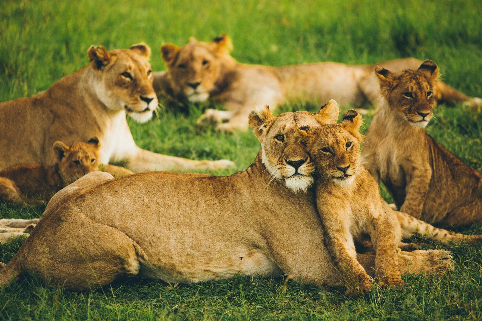 Exploring the World of Animal Emotions: Do Animals Feel Like We Do?
