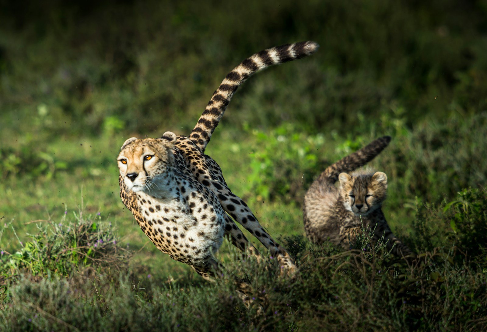 Understanding the Evolution of Speed: Why Cheetahs Are the Fastest Land Animals