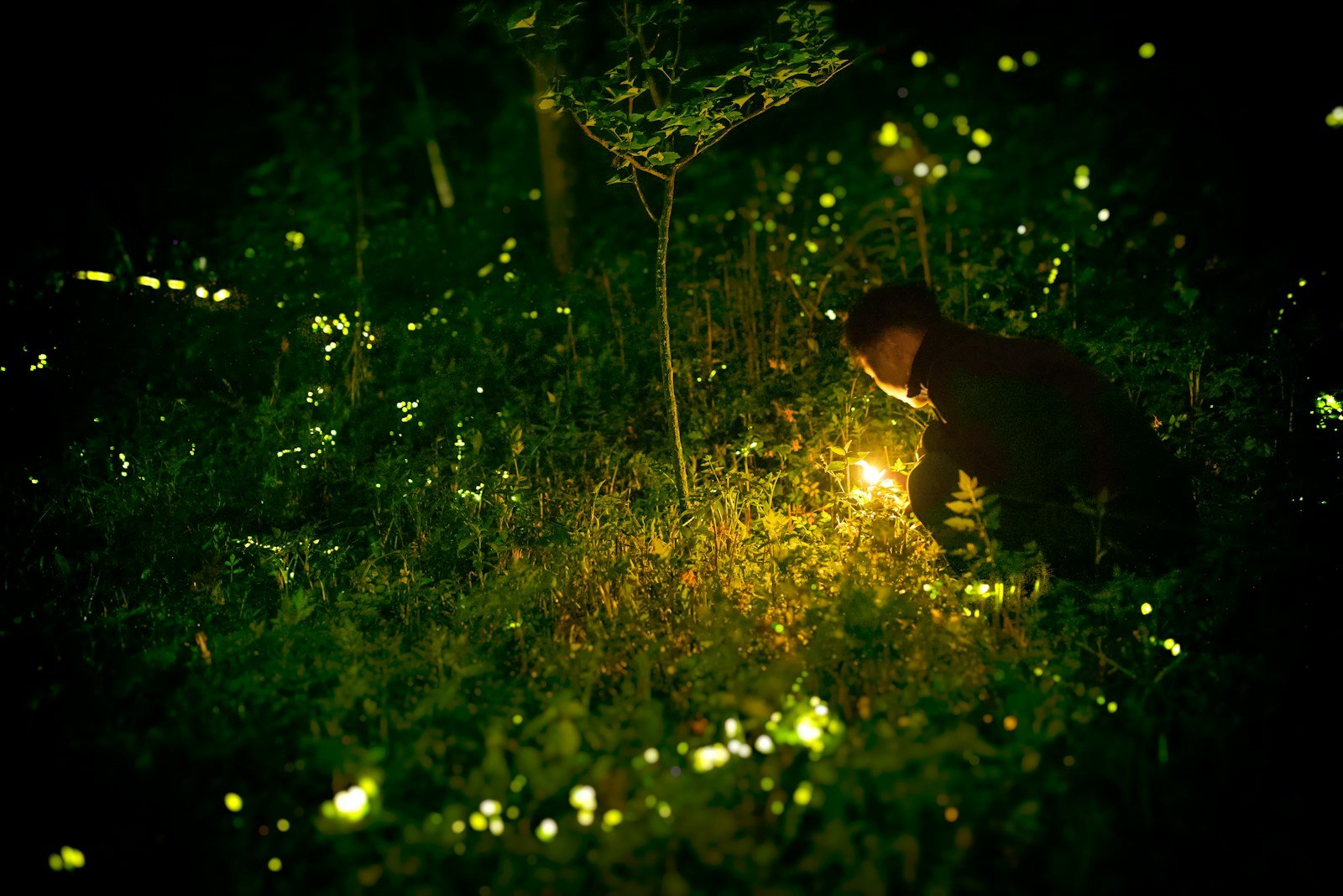 How Fireflies Sync Their Light Flashes Across Entire Forests