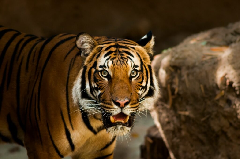 Close up of a Sunda tiger.